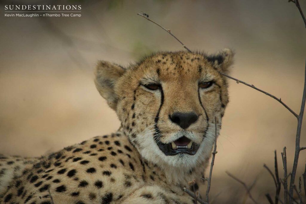 Panting in the heat Panting in the heat