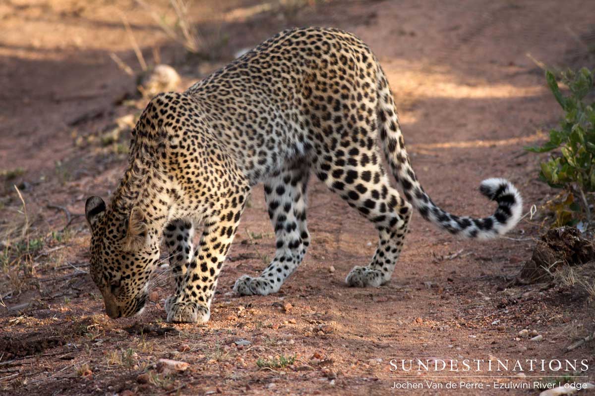 Ezulwini Leopard Ezulwini Leopard