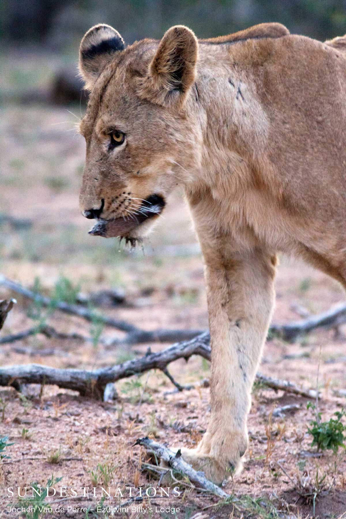 Ezulwini Lions Ezulwini Lions