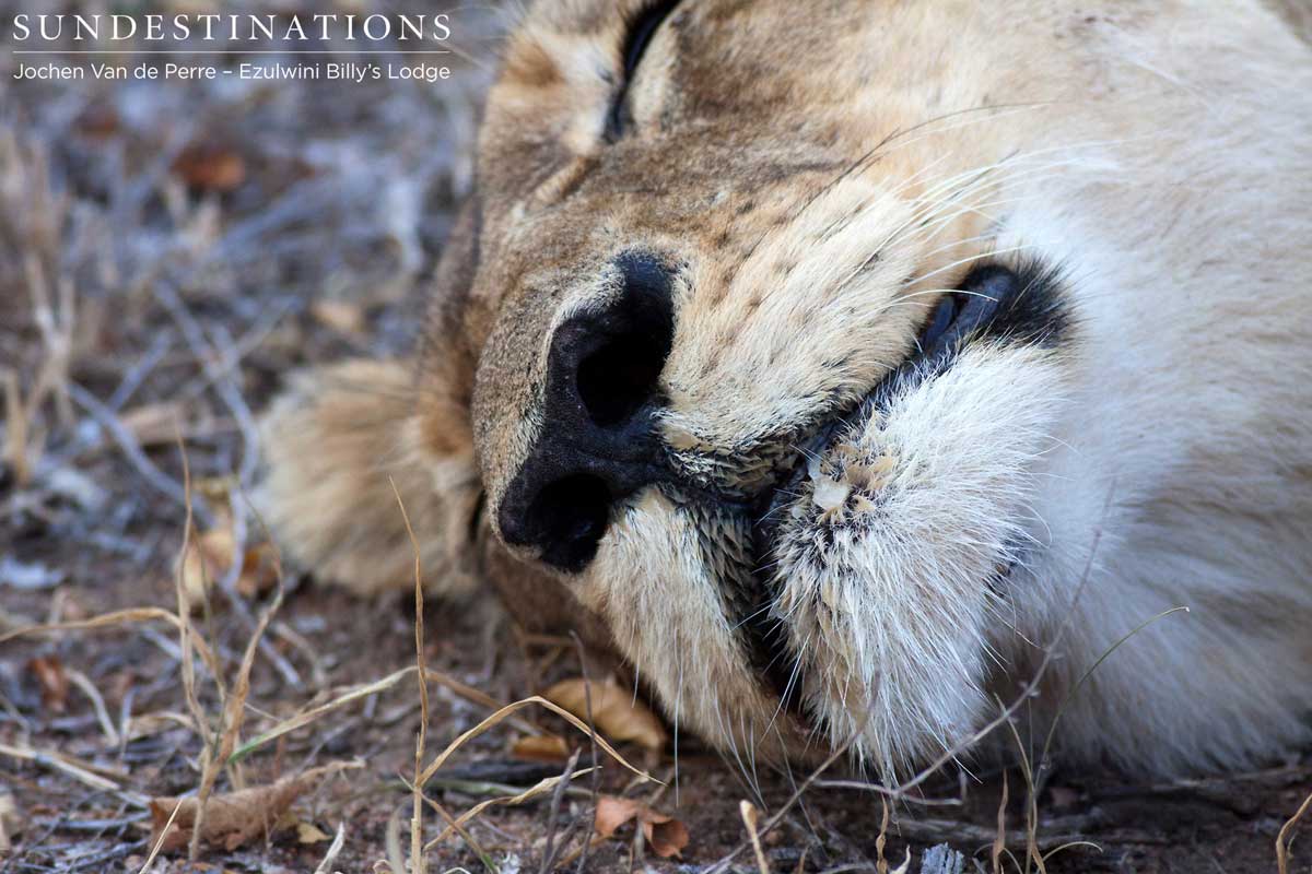 Ezulwini Game Lodges Ezulwini Game Lodges