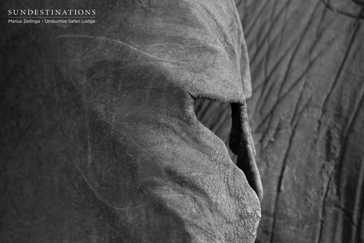 Elephant Ears Elephant Ears