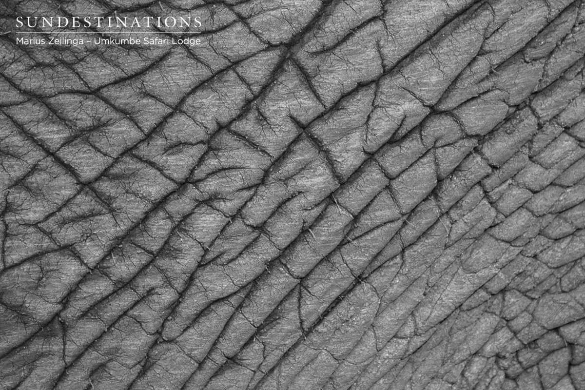 Skin on Elephant Skin on Elephant