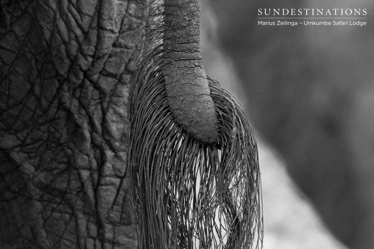 Tail of an Elephant Tail of an Elephant