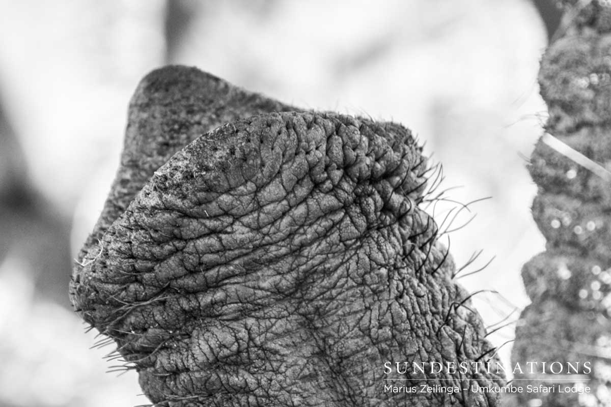 Elephant Trunk Elephant Trunk