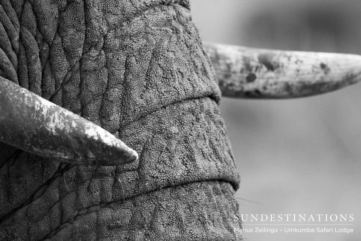 Tusks of an Elephant Tusks of an Elephant