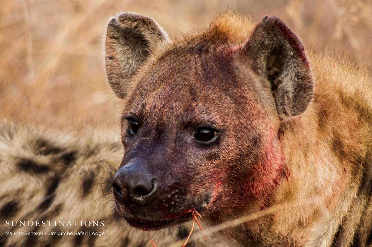 Hyena on Kill Hyena on Kill