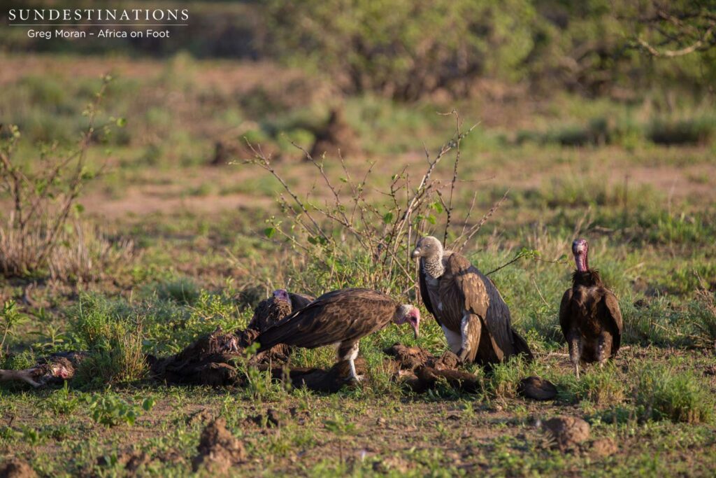 White-backed and hooded vultures pick at the remains White-backed and hooded vultures pick at the remains