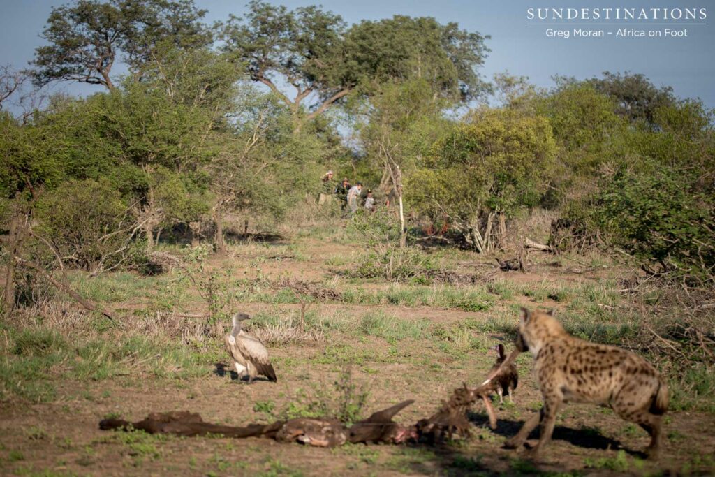 The hyena grabs a mouthful of the carcass and attempts to drag it away The hyena grabs a mouthful of the carcass and attempts to drag it away
