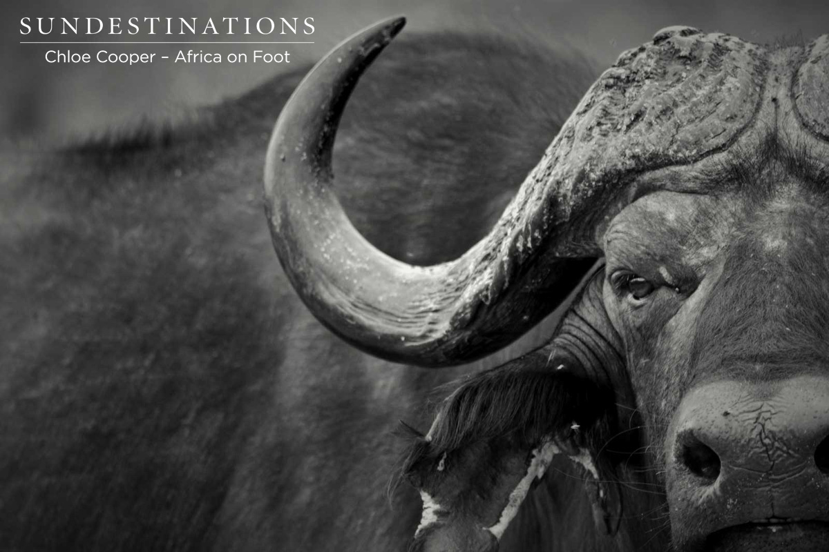Buffalo Africa on Foot Buffalo Africa on Foot