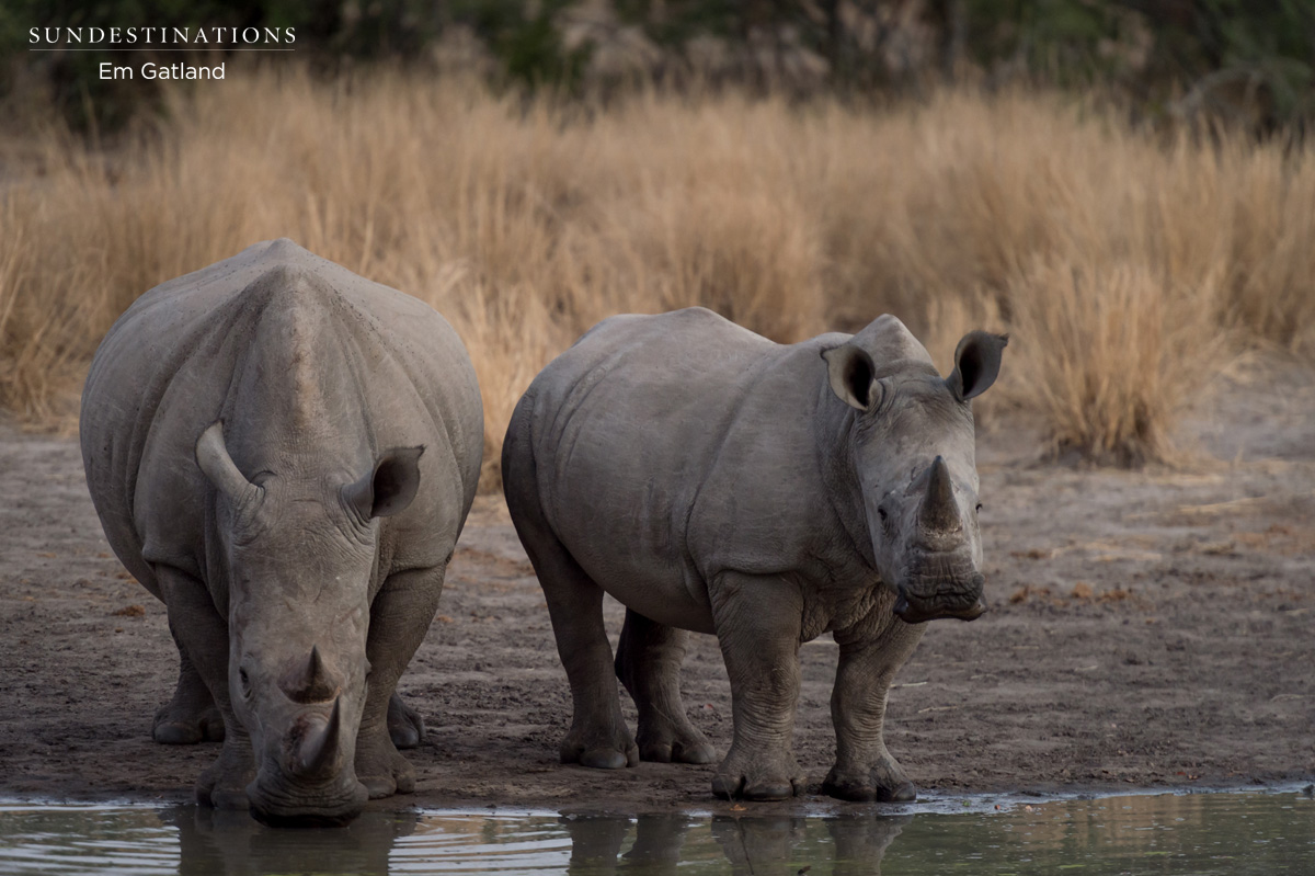 World Wildlife Day 2016 - Rhinos World Wildlife Day 2016 - Rhinos