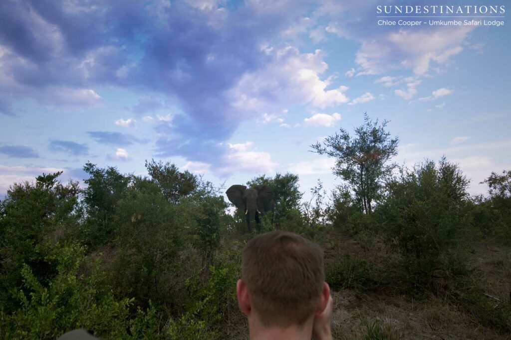 An elephant peers down on guests from its position on a ridge An elephant peers down on guests from its position on a ridge