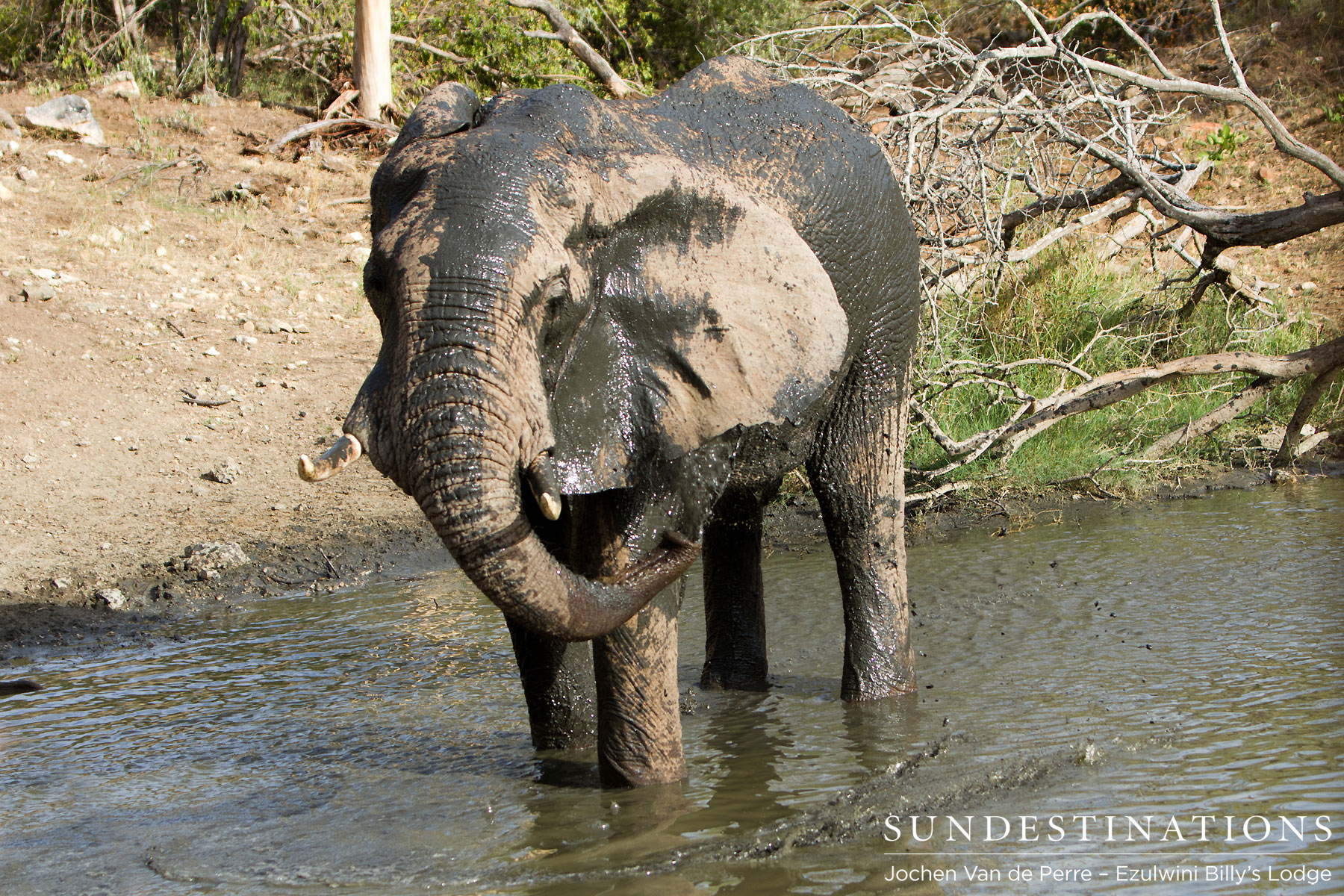 Elephant Waterholes Elephant Waterholes