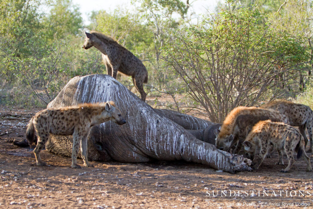 Hyena climbs onto Shoshangane's carcass and surveys the area Hyena climbs onto Shoshangane's carcass and surveys the area