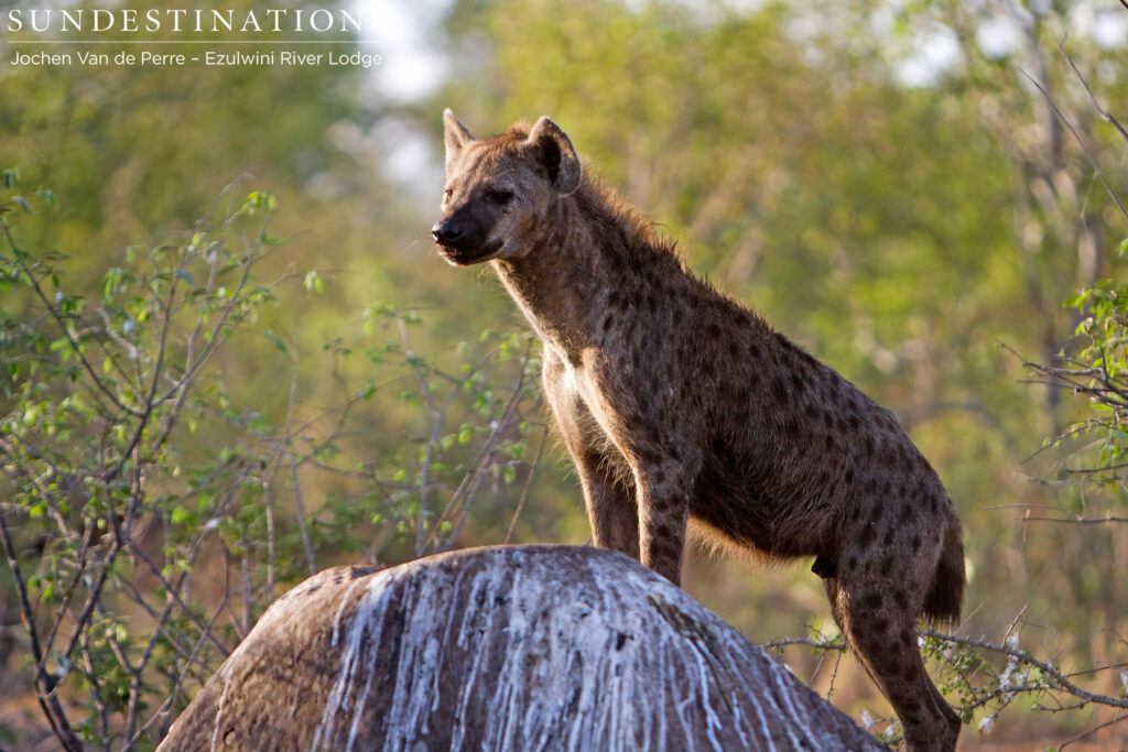Getting a good view from on top of Shoshangane's fallen body Getting a good view from on top of Shoshangane's fallen body