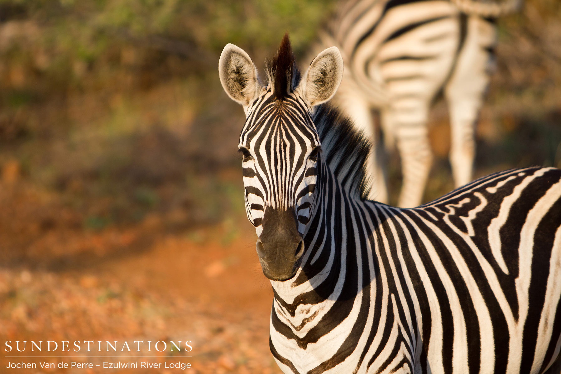 Zebra in Balule Zebra in Balule