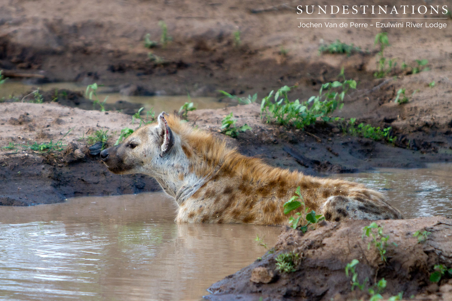 Hyena in Waterhole Hyena in Waterhole