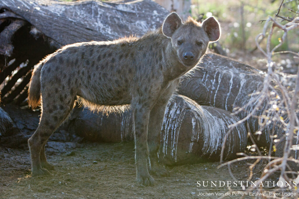 Vulture-feces stains the leathery skin of the deceased elephant Vulture-feces stains the leathery skin of the deceased elephant