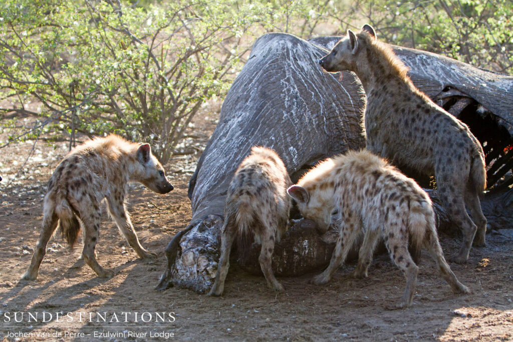 Let the feast begin Let the feast begin
