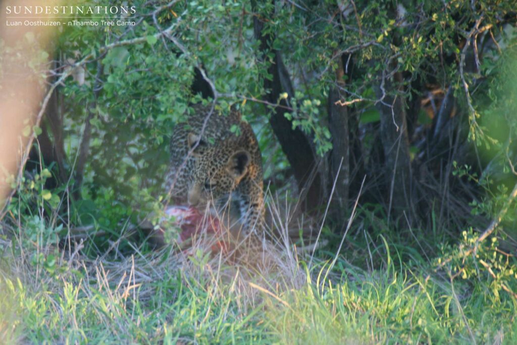 Ross Dam leopard cub on a kill Ross Dam leopard cub on a kill