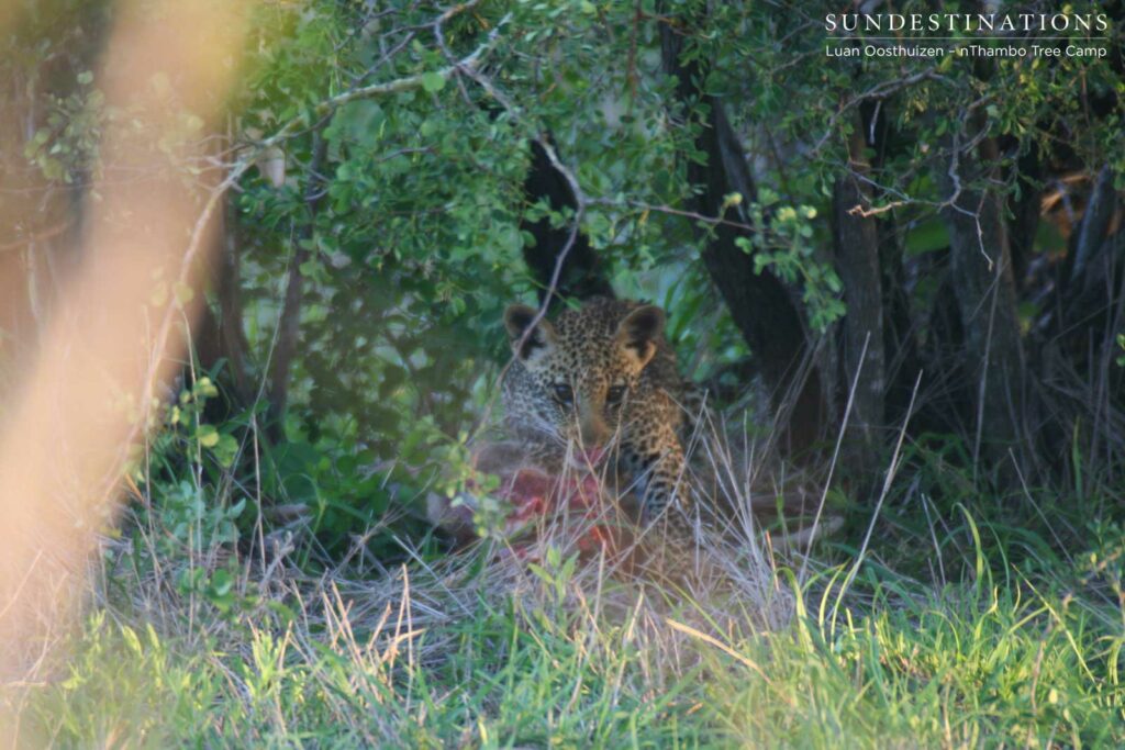 IMG_8932 Ross Dam's male cub