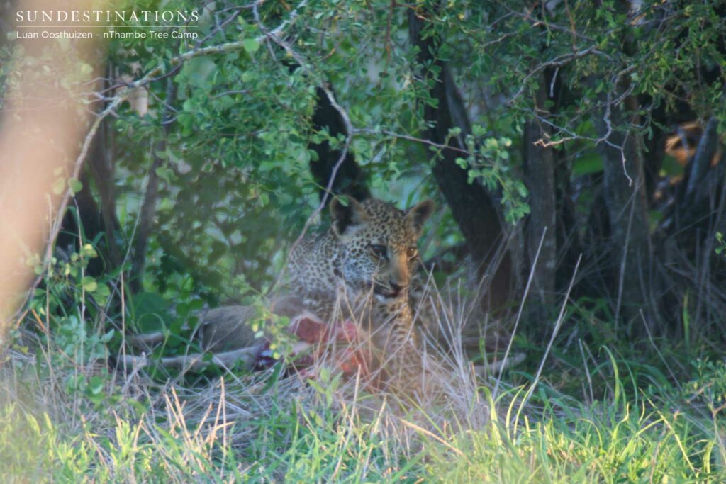 Ross Dam's cub on a duiker kill Ross Dam's cub on a duiker kill