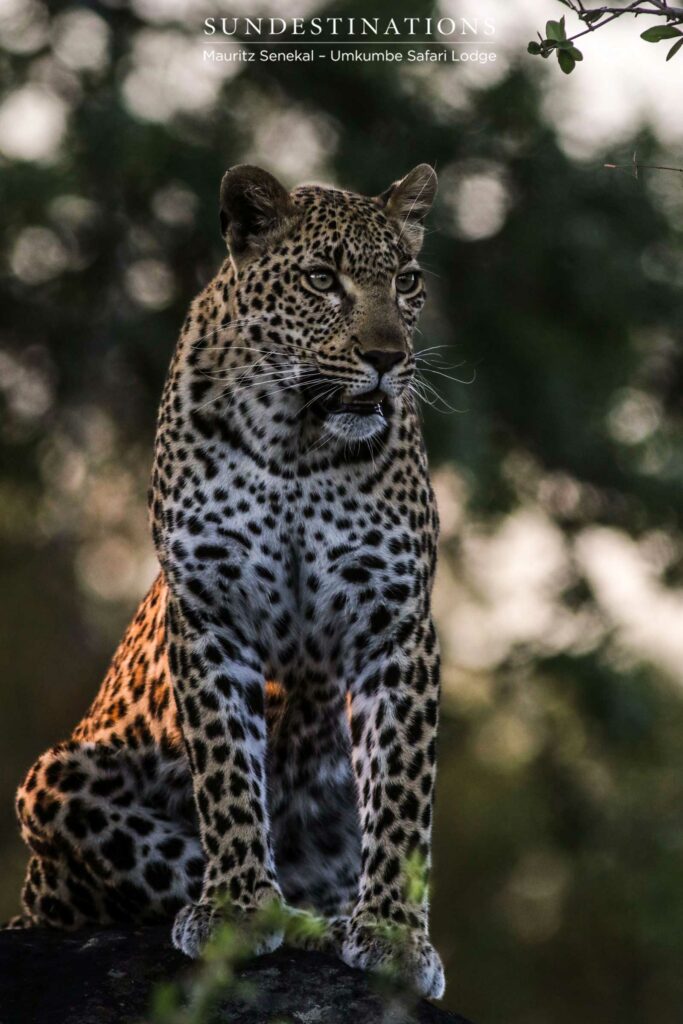 The magnificent Kigelia - young female leopard posing gracefully in the dusk light The magnificent Kigelia - young female leopard posing gracefully in the dusk light