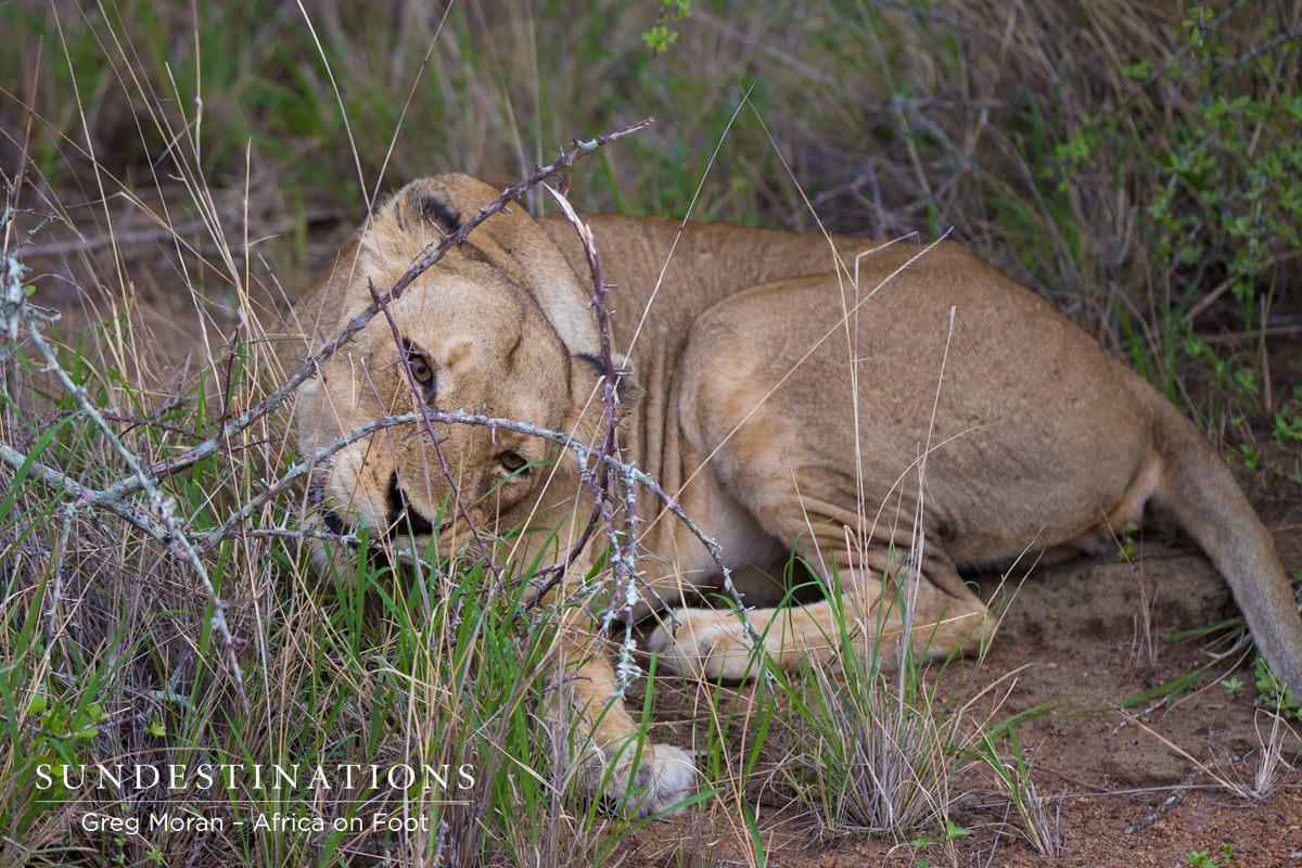 Ross Pride Breakaway Females Ross Pride Breakaway Females