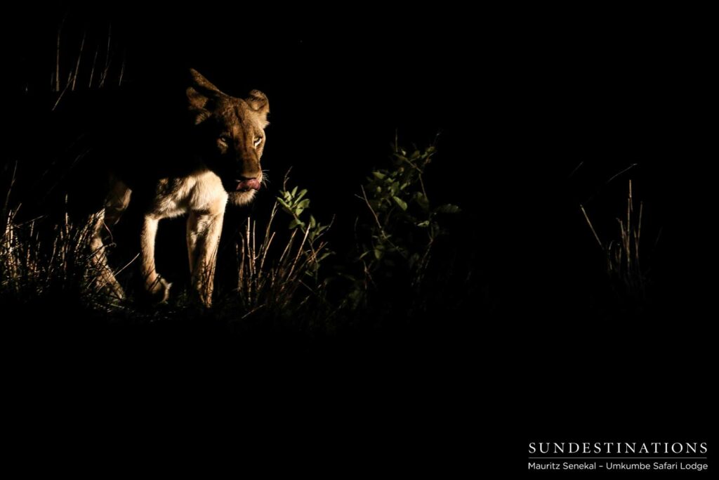 Southern Pride lioness trots determinedly through the night Southern Pride lioness trots determinedly through the night