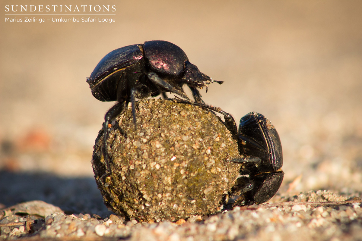 Dung Beetle Dung Beetle