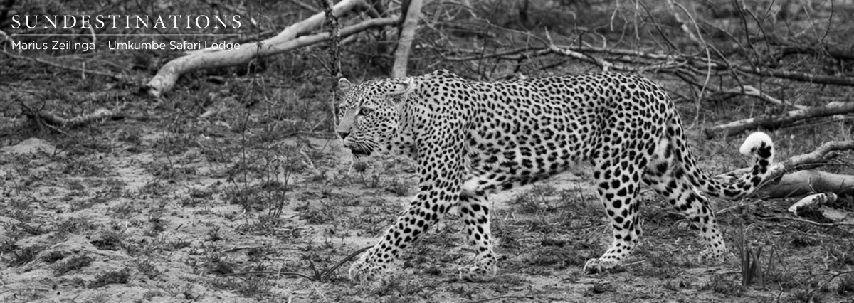White Dam Leopardess White Dam Leopardess
