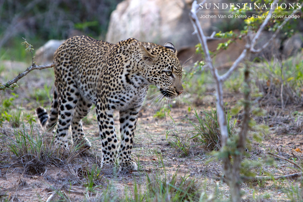 Van Wijk's Female Van Wijk's Female