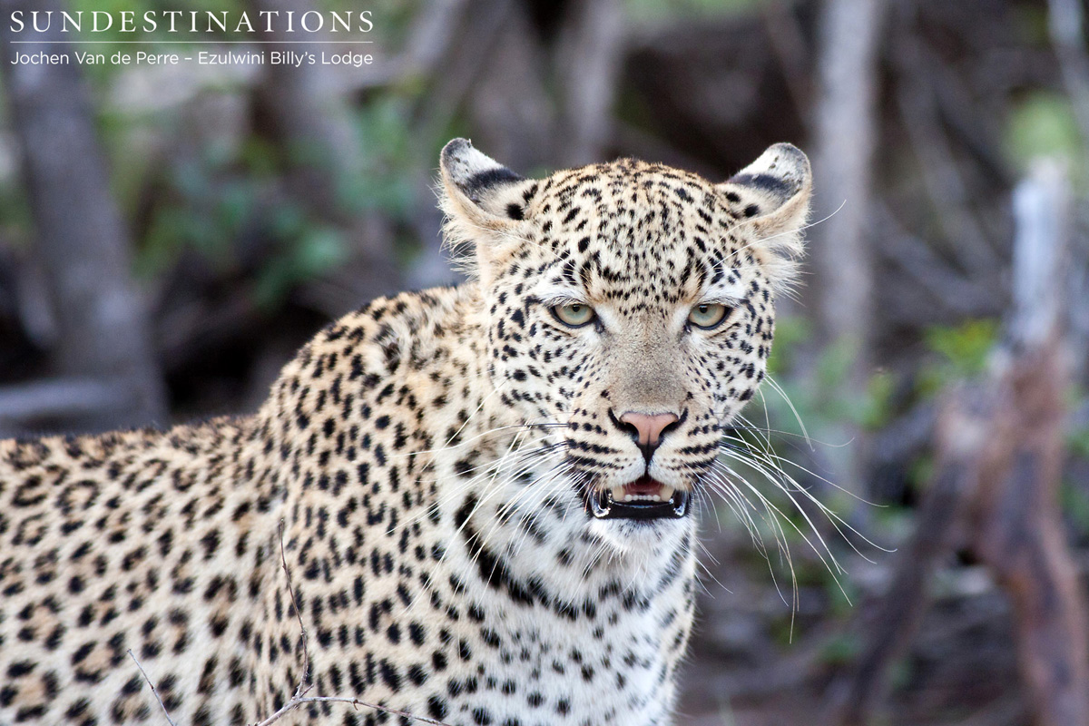 Van Wijk's Leopard Balule Van Wijk's Leopard Balule