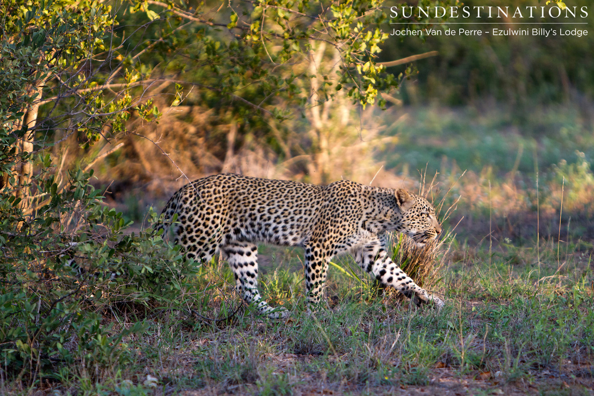 Balule Leopardess Balule Leopardess