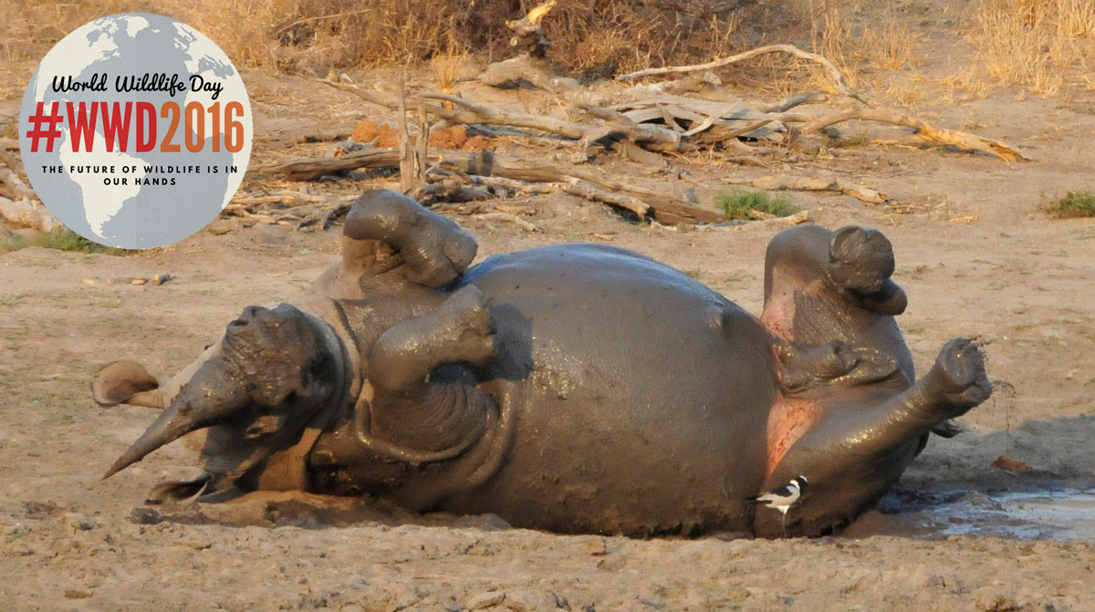 World Wildlife Day Rhinos World Wildlife Day Rhinos