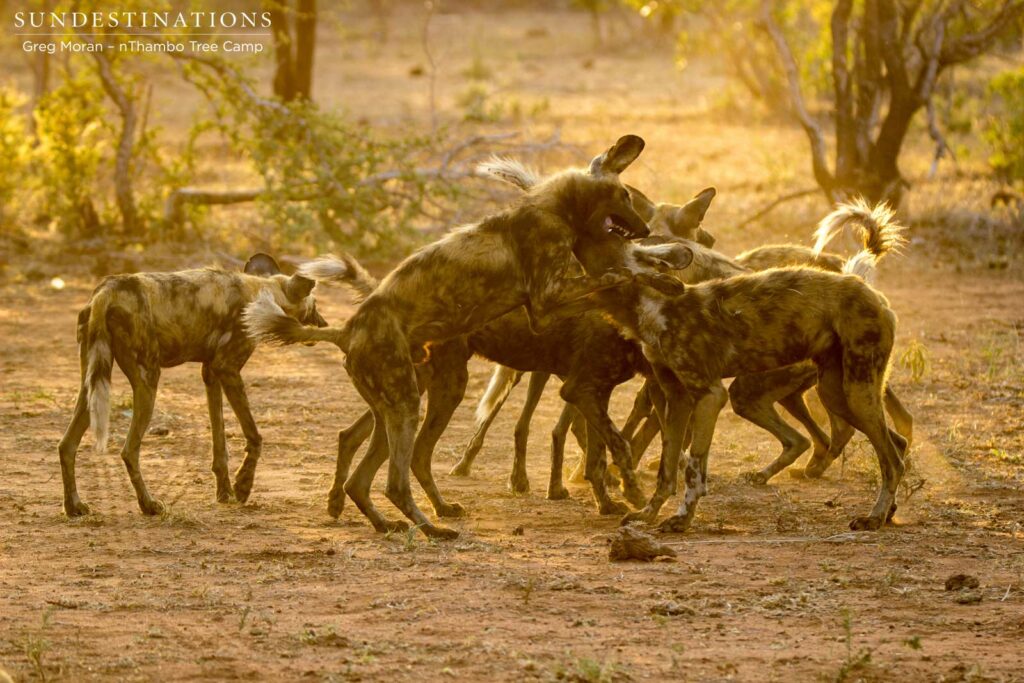 Superb sight of African wild dogs playfully interacting in the last light of the day Superb sight of African wild dogs playfully interacting in the last light of the day