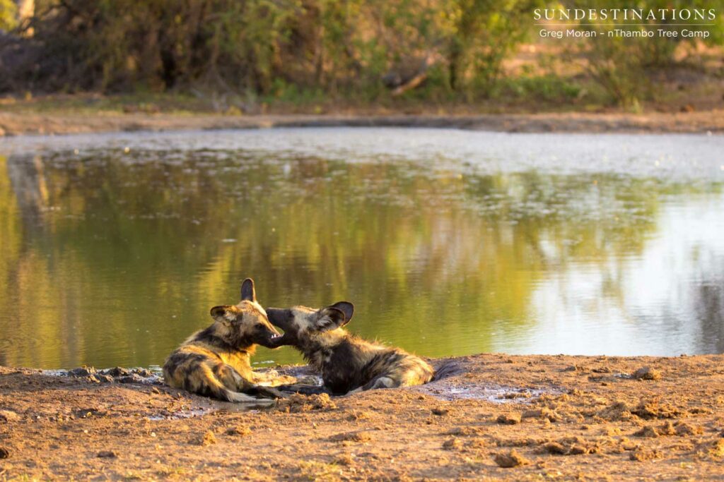 Quality time... Two wild dogs take some time out at the edge of a waterhole to bond Quality time... Two wild dogs take some time out at the edge of a waterhole to bond