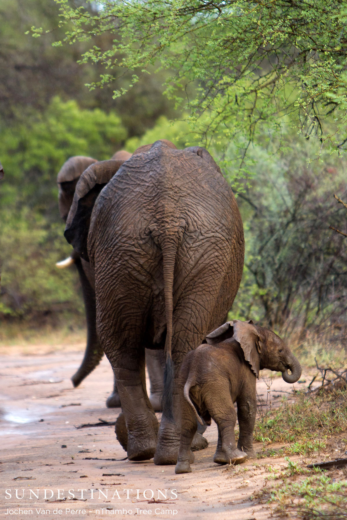 Elephant Herd Elephant Herd