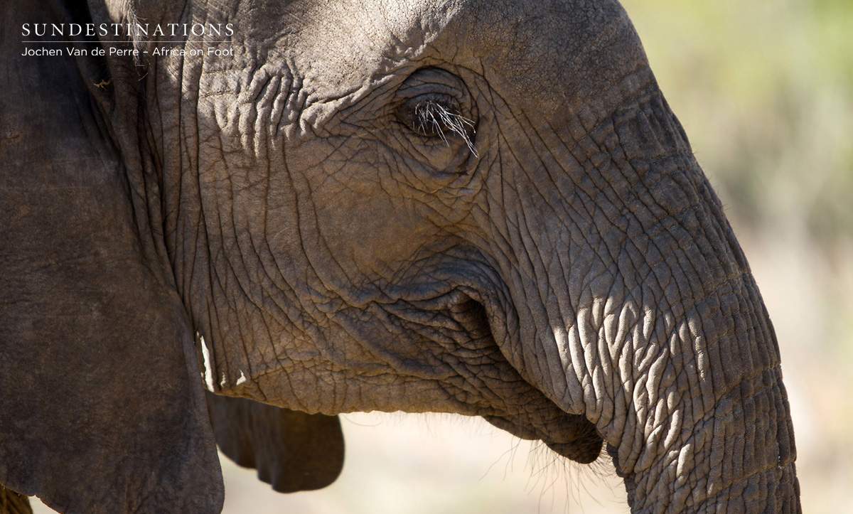 Juvenile Elephant Juvenile Elephant