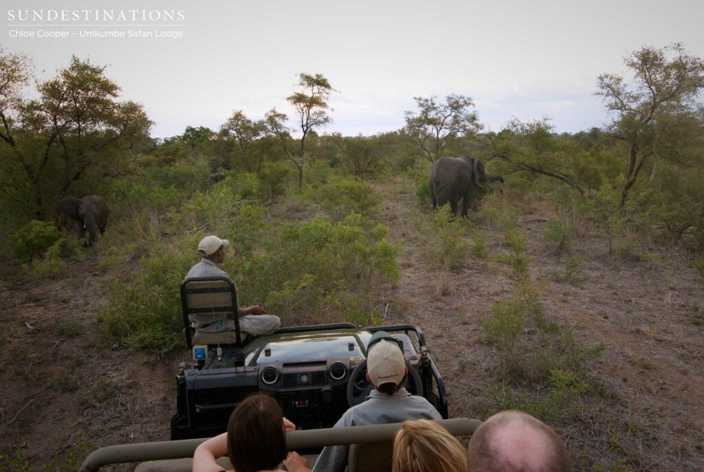 Cameron and Forward introduce their guests to a herd of elephants Cameron and Forward introduce their guests to a herd of elephants