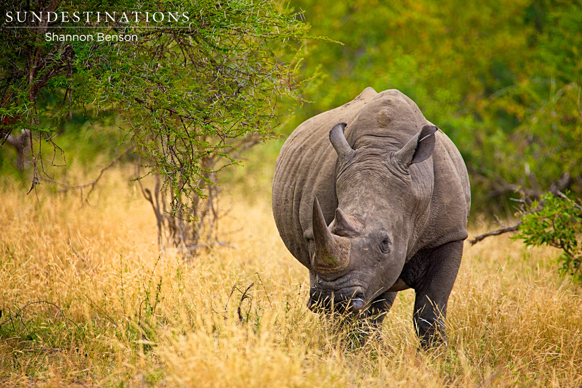White Rhino White Rhino