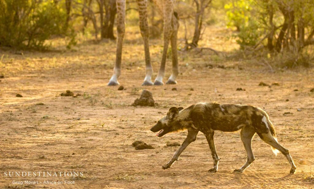 Wild dogs dominate the waterhole over a small gathering of giraffes. Despite the size difference, wild dogs can be intimidating in packs! Wild dogs dominate the waterhole over a small gathering of giraffes. Despite the size difference, wild dogs can be intimidating in packs!