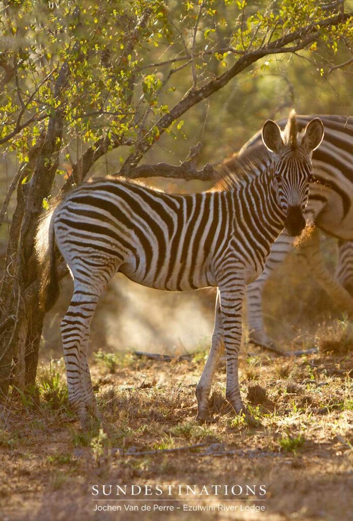A zebra foal bathed in the morning sunlight in Balule A zebra foal bathed in the morning sunlight in Balule