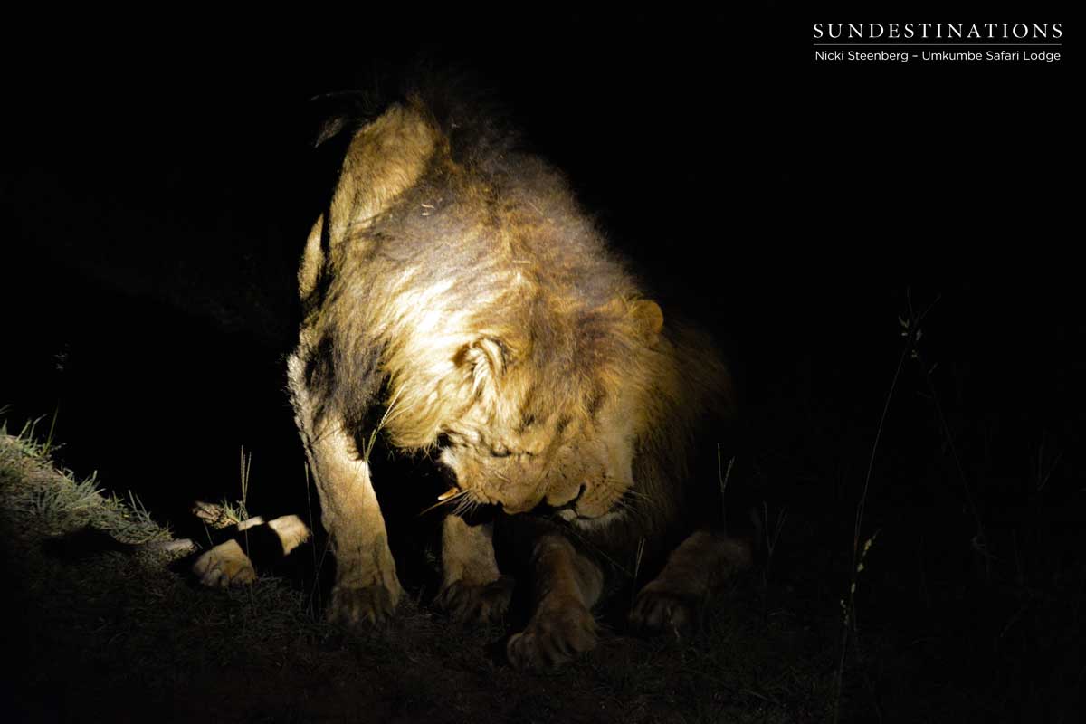 Charleston Males Charleston Males