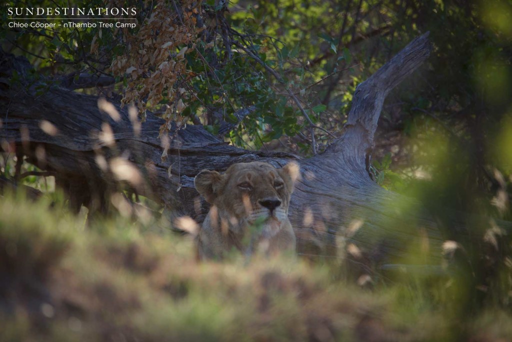 Lioness hiding and watching buffalo Lioness hiding and watching buffalo