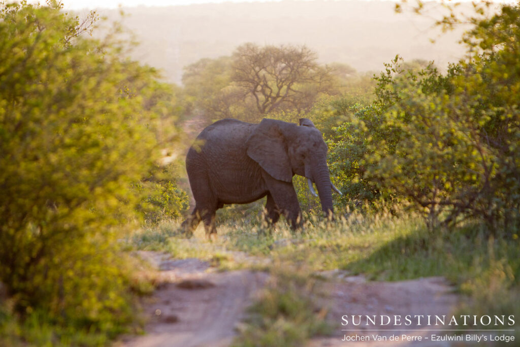 An elephant lags behind the herd and crosses the road alone in the afternoon light An elephant lags behind the herd and crosses the road alone in the afternoon light