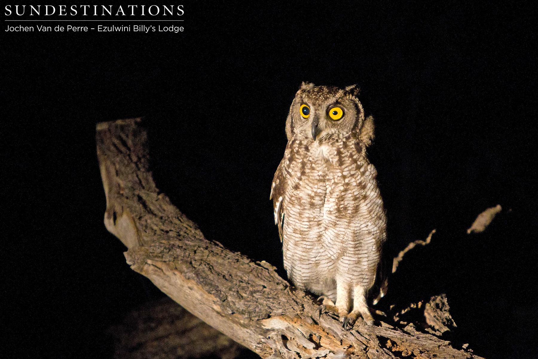 Ezulwini Owls Ezulwini Owls