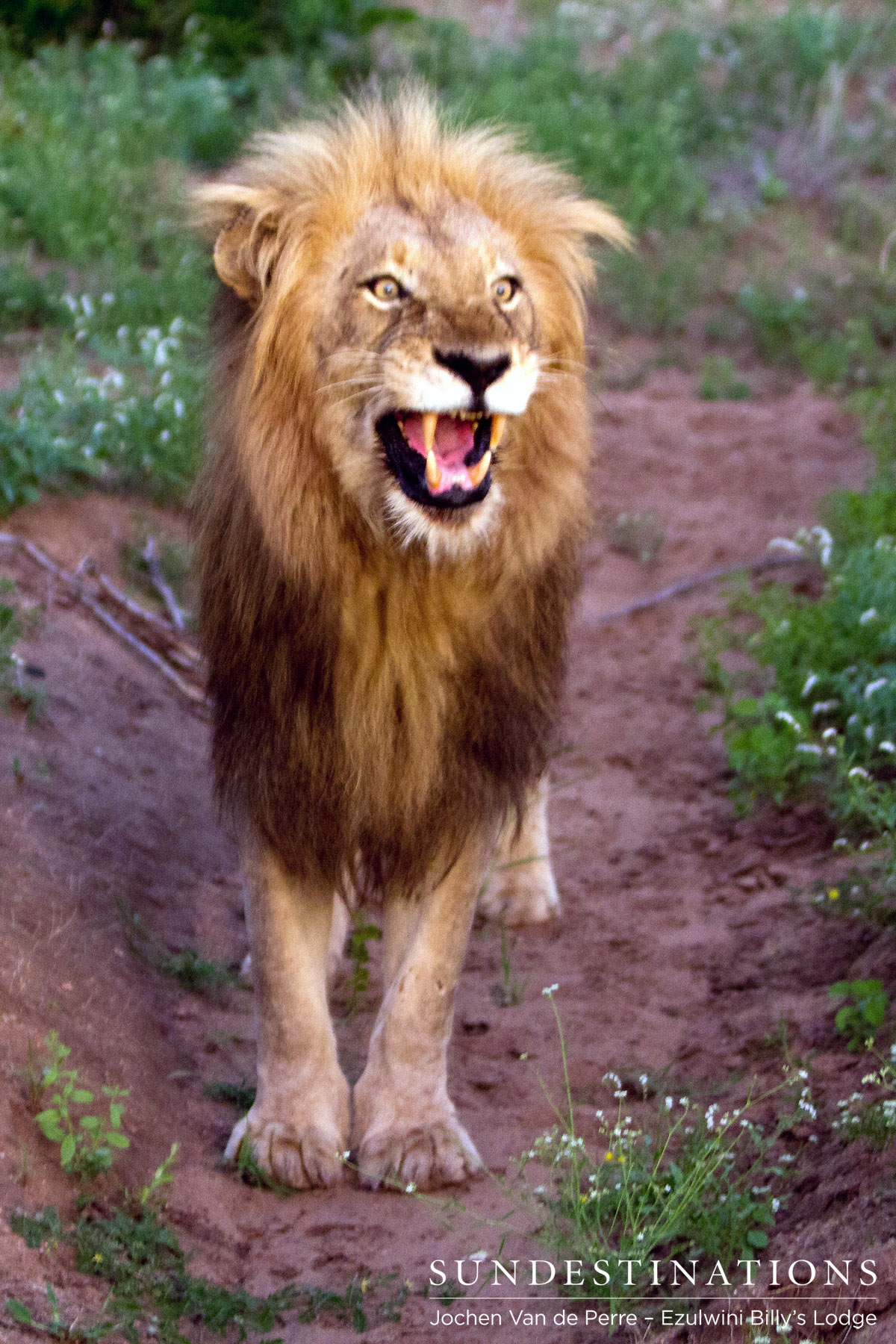 Duma - Leader of the Olifants West Pride Duma - Leader of the Olifants West Pride