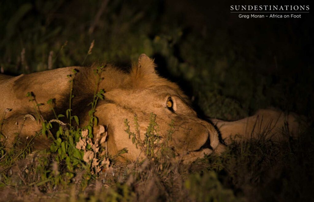 Nomadic male lion lying low in unfamiliar territory Nomadic male lion lying low in unfamiliar territory