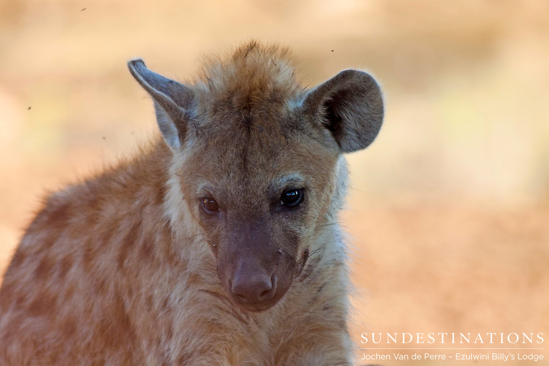 Balule Hyena Balule Hyena