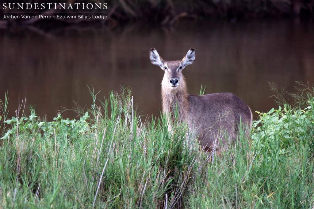 A waterbuck cow stops chewing to investigate our presence on the riverbank A waterbuck cow stops chewing to investigate our presence on the riverbank